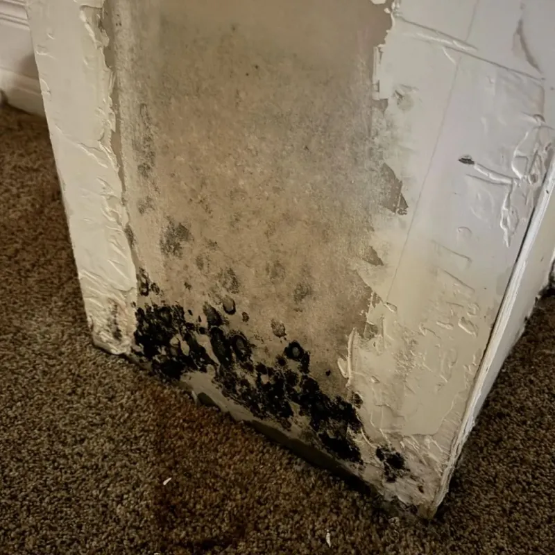 Professional Mold Removal in Hanover, IN